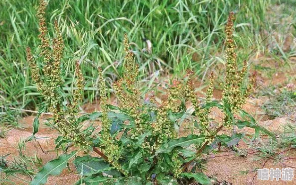 一级大黄近日研究发现大黄在传统中药中的应用潜力巨大，科学家们正在探索其对多种疾病的疗效。