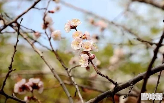 春莺啭安如莺po全文阅读春天的气息让人心旷神怡新鲜事分享春日的温暖与希望