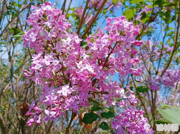 四月丁香花开正盛部分地区迎来最佳观赏期